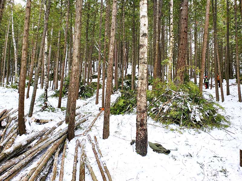 Trees felled on snowy forest floor