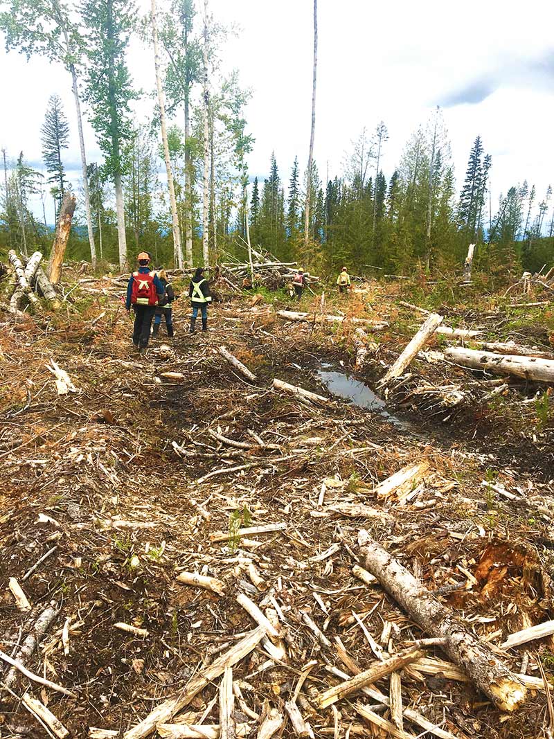 Silvatech forestry team doing forest waste residue assessments